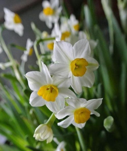 水仙花花语之美丽与纯洁（春天的使者）