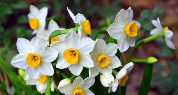 水仙花花语（传递生命之美的花卉——水仙花）