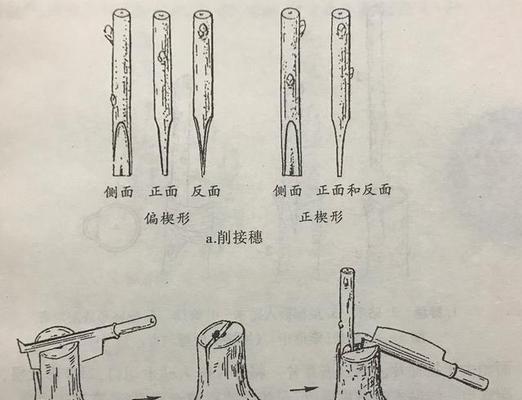 樱桃嫁接全解析（时间、方法、关键技巧一网打尽）