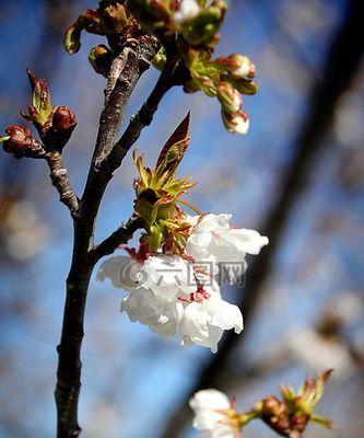 樱桃花的色彩与特点（樱桃花的色彩与特点）