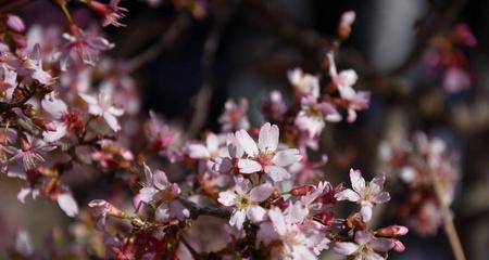 樱桃开花时间及品种特点（探寻樱桃开花的神秘时刻）