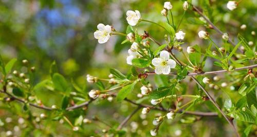 樱桃树开花结果时间及种植技巧（从栽培到结果）