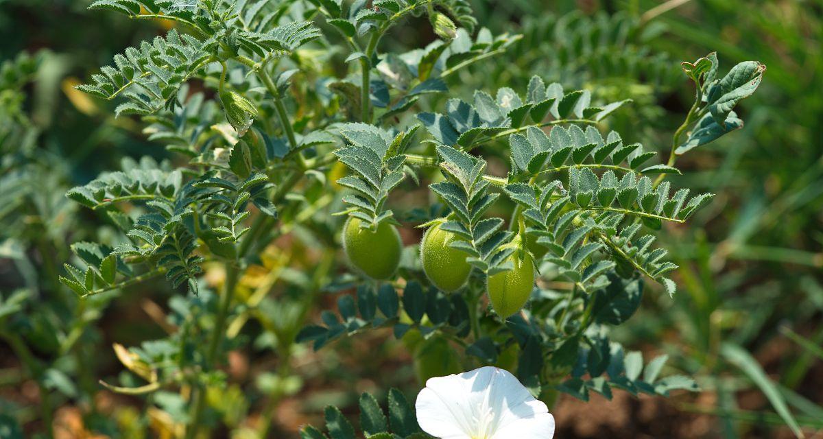 鹰嘴豆种植技巧解析（掌握鹰嘴豆生长的秘诀）