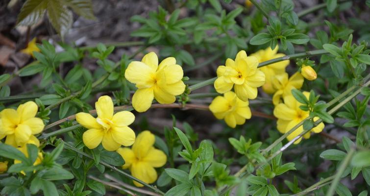 迎春花开花时间与花期（迎春花开花时间长短取决于气候变化）