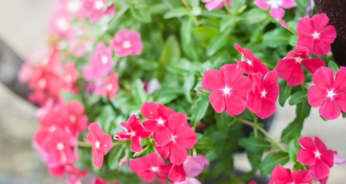 迎春花和报春花（认识迎春花和报春花）