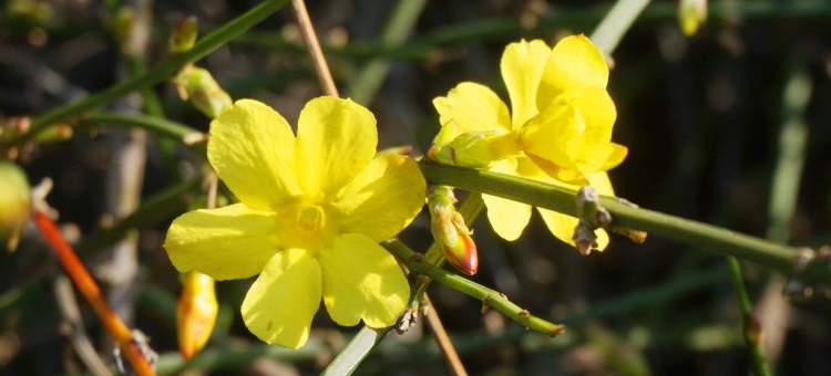 迎春花开放时间及关注其特点（了解迎春花花期长短）