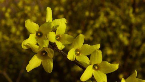 迎春花开启新春美好（探秘迎春花花期及种植技巧）