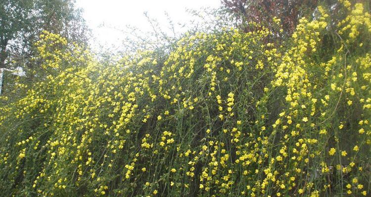 探秘迎春花开花时间（春季花卉）