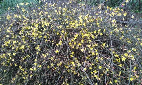 揭秘迎春花的花型和特点（迎春花）