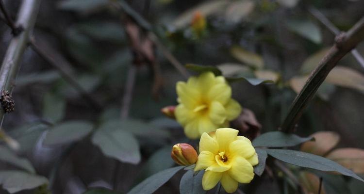 迎春花盛开，缤纷色彩展现春天（一睹为快的迎春花色）