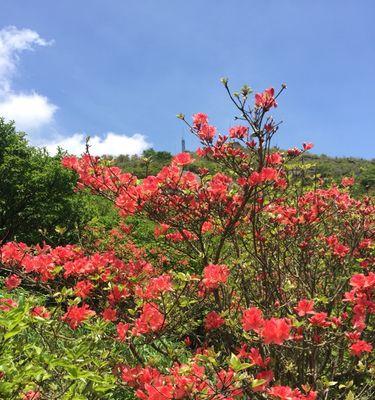 映山红花的花期与开花次数（了解映山红花的开花规律）