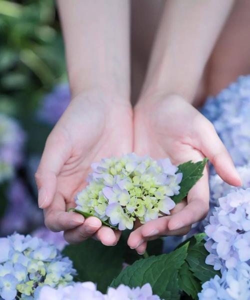 八仙花寓意大揭秘（解读八仙花的花语与象征）