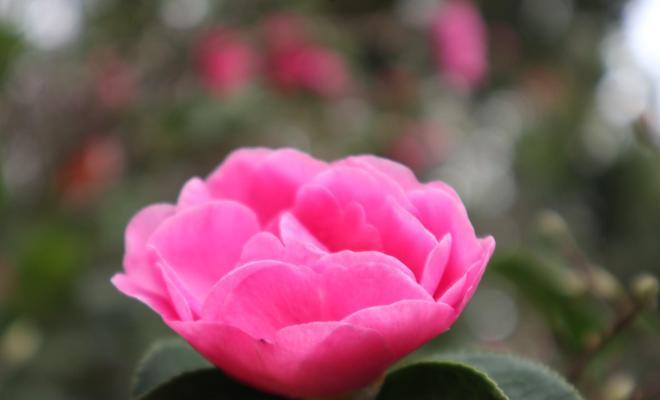 白茶花的花语与意义（探寻白茶花的浪漫与神秘）