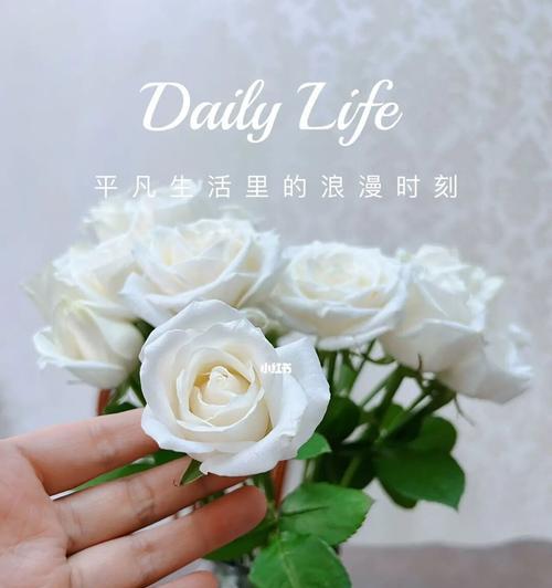 白玫瑰花语（白玫瑰的意义）