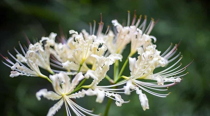 曼陀罗花语——纯洁、神秘与危险并存（白色曼陀罗花与人类情感的交织与共鸣）