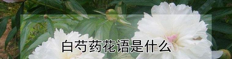 白芍药的花语与含义（探索白芍药背后的美丽寓意）