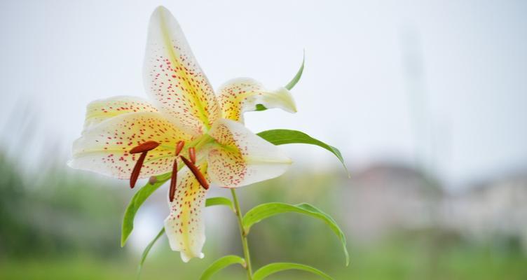 百合花（探寻百合花的花语含义与意义）