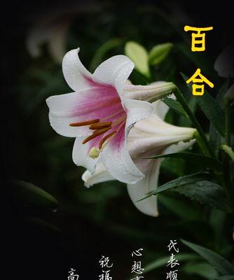 百合花的寓意与花语（百合花的象征美好与纯洁的寓意）