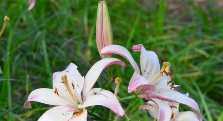 百合花的寓意与花语（探究百合花的花语及其象征意义）