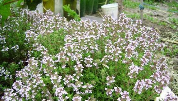 百里香花语（花间传递的意义和象征）