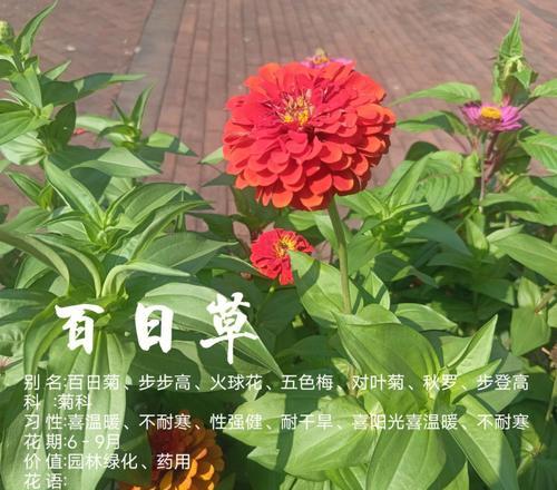 百日草花语（盛开于百日之间）