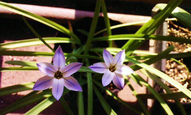 揭开韭菜的植物身份之谜（从科学角度探究韭菜的分类归属）