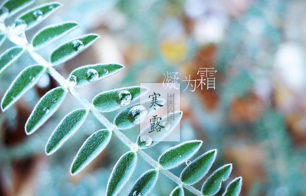 韭菜喜阳光还是喜阴（如何满足韭菜的光照需求）