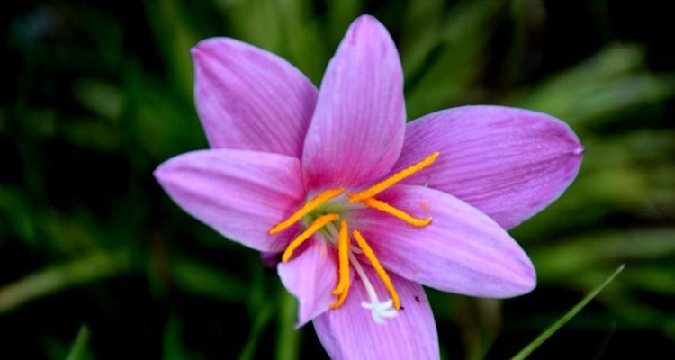 探秘韭莲花语（花开花落）