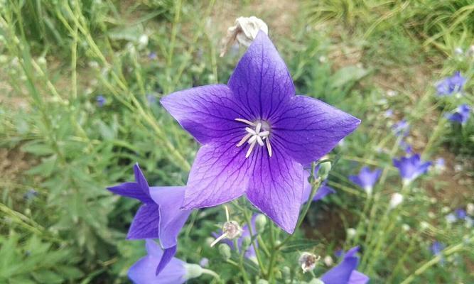 山桔梗的根——草本植物的“灵魂”（探寻山桔梗根的奥秘）