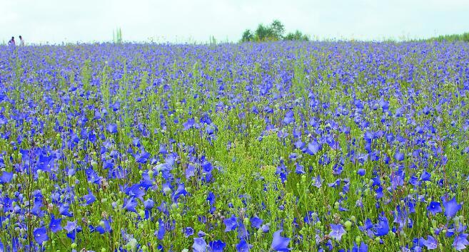 宜居之选——种植适合地方的桔梗（打造生态花园）