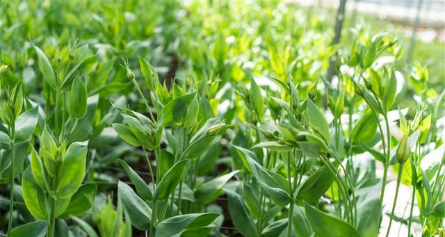 栽种和种植方法——让您轻松获得鲜艳的梅花色（学习如何种植有意思的花卉——关于橘红色的桔梗）