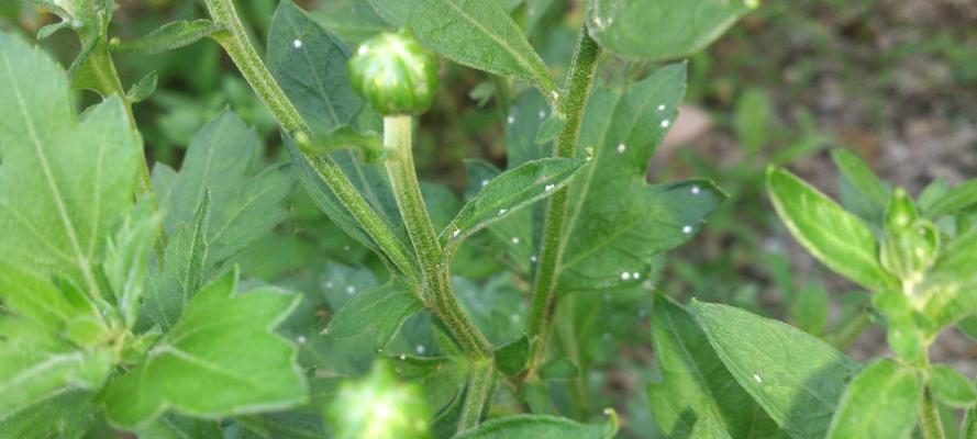 菊花病虫害防治技术与方法措施（打造健康优美的菊花园——菊花病虫害防治指南）