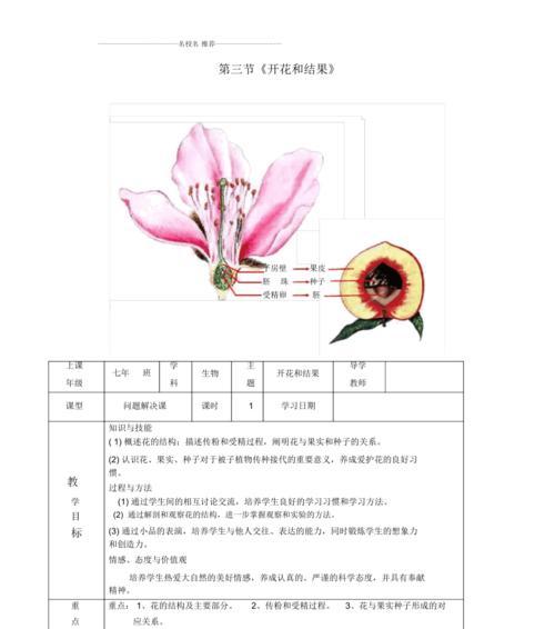 菊花打顶时间及方法步骤（掌握正确的打顶时间）