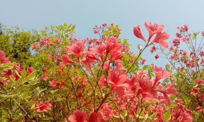 杜鹃花的花语与寓意（杜鹃花）