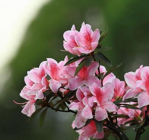 杜鹃花（以杜鹃花语传递的美好祝福与希望）