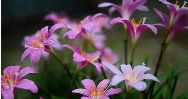 风雨花（寓意深远的风雨花语）