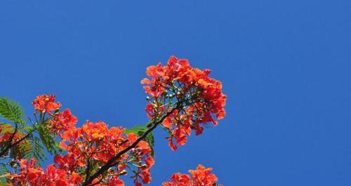 凤凰花的花语揭示的意义（探寻凤凰花的花语和象征意义）