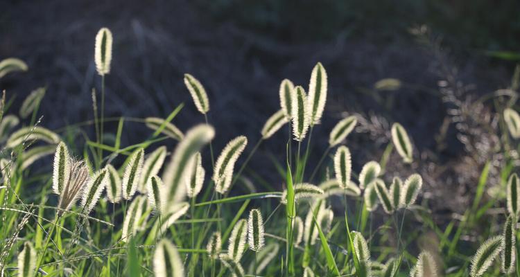 狗尾巴草的花语和寓意（探寻狗尾巴草背后的花语之谜）