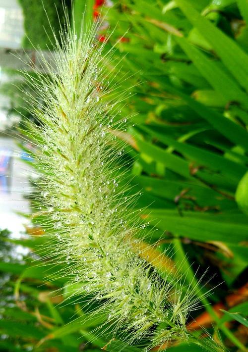 狗尾巴花的花语及其象征意义（探索狗尾巴花的意义和传说）