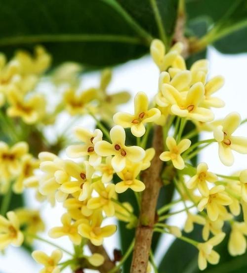 桂花的寓意和象征风水（桂花之美）