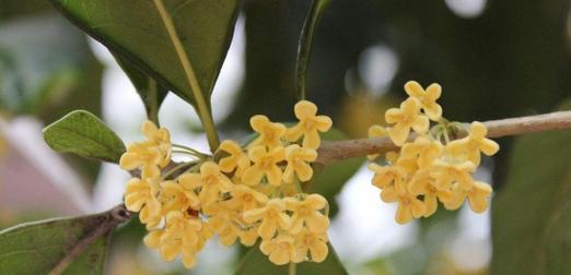 桂花树的寓意与象征风水（桂花树）