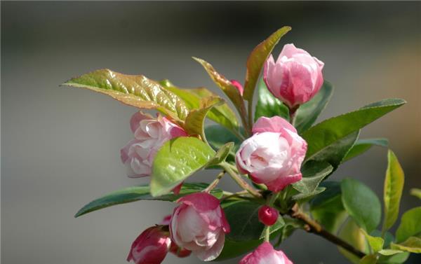 海棠花的花语与代表意义（探寻海棠花背后的情感和象征）