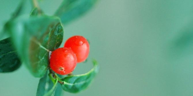 红豆（红豆的芬芳）