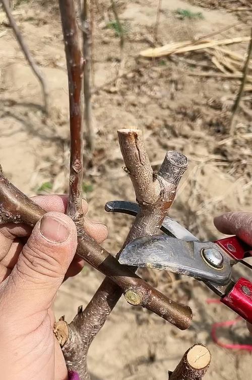 苹果树嫁接的时间和方法详解（打造高效果苹果树嫁接技巧不可少）