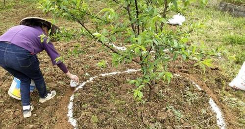 苹果树追肥的最佳时间（什么时候给苹果树追肥最合适）