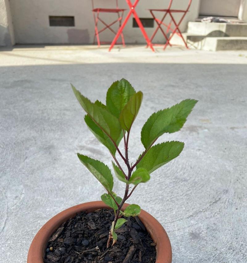 苹果种子可以吃吗（探究苹果种子的食用价值和注意事项）