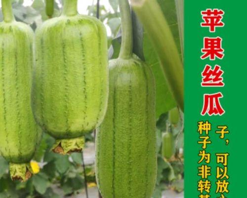 如何种植苹果种子（从选种到成树）