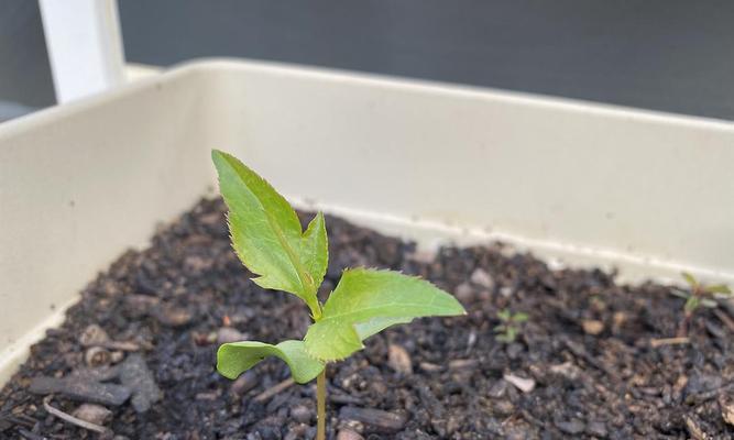 苹果籽如何快速发芽（从选择、处理到种植）