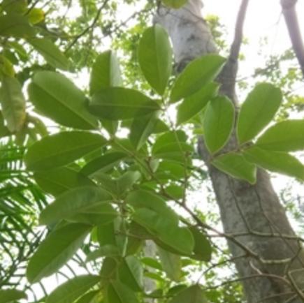 探秘平安豆（了解平安豆的植物特性和药用价值）