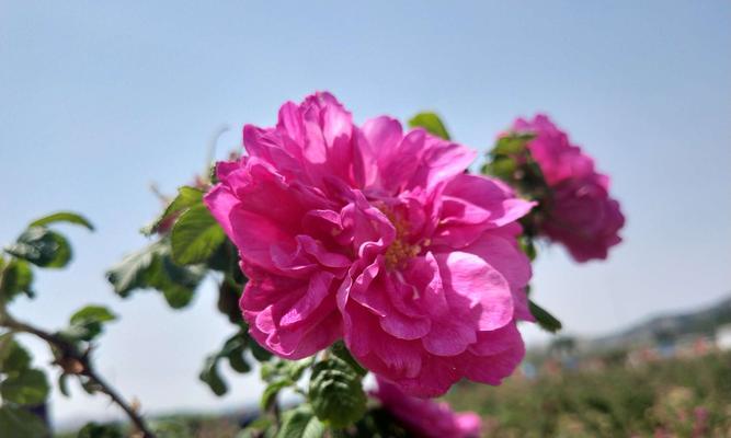 平阴玫瑰花期与赏花攻略（探秘山东平阴玫瑰花海的美丽与魅力）